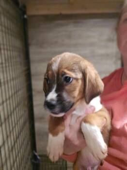 Rescue Mixed Breed Dogs for Adoption in Sweetwater, Tennessee - Zuma | PetCurious