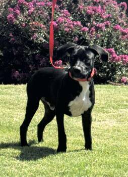 Rescue Labrador Retriever Dogs for Adoption in Wichita Falls, Texas - Jack | PetCurious