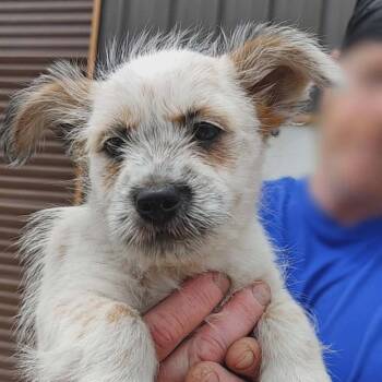 Cairn Terrier and Australian Cattle Dog Blue Heeler Dogs Available for Adoption in Seguin, Texas - Bacca  | PetCurious