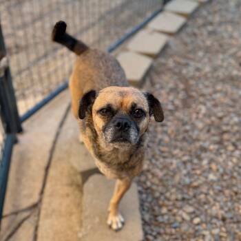 Navi -  Pug and Terrier Dog for Adoption in Portland, Oregon - Navi | PetCurious