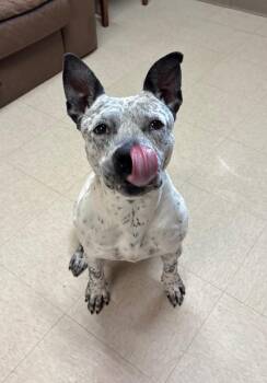 Georgia -  Australian Cattle Dog Blue Heeler and Staffordshire Bull Terrier Dog for Adoption in Fayetteville, Tennessee - Georgia | PetCurious