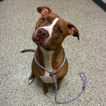 Frankie -  Pit Bull Terrier Dog for Adoption in Cedar Rapids, Iowa - Frankie | PetCurious
