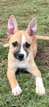 Blessing -  Chihuahua Dog for Adoption in Chattanooga, Tennessee - Blessing | PetCurious