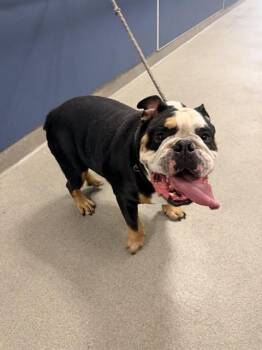 CHANCHO -  English Bulldog Dog for Adoption in Doral, Florida - CHANCHO | PetCurious