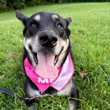 Bella May P4P -  Alaskan Malamute and Mixed Breed Dog for Adoption in Saint Joseph, Missouri - Bella May P4P | PetCurious