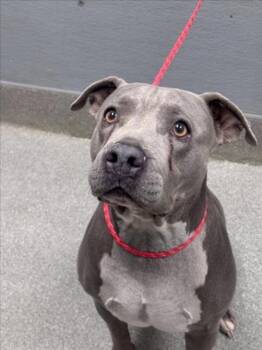 MYST -  Pit Bull Terrier Dog for Adoption in Las Vegas, Nevada - MYST | PetCurious