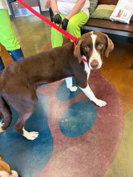 Marshal -  Mixed Breed Dog for Adoption in Gallatin, Tennessee - Marshal | PetCurious