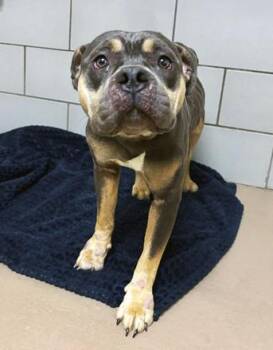 Tamagotchi -  Mixed Breed Dog for Adoption in Nashville, Tennessee - Tamagotchi | PetCurious