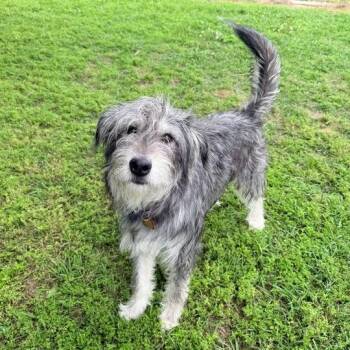 Schnauzer and Terrier Dogs Available for Adoption in Carencro, Louisiana - Buttermilk | PetCurious