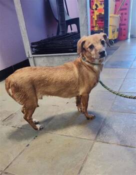 Chihuahua and Dachshund Dogs Available for Adoption in El Paso, Texas - ACE | PetCurious