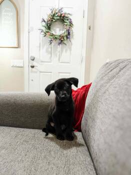 German Shepherd Dog Dogs Available for Adoption in Goodyear, Arizona - Jarvis | PetCurious