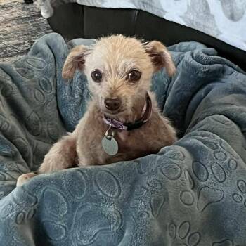 Terrier Dogs Available for Adoption in Houston, Texas - Franki | PetCurious
