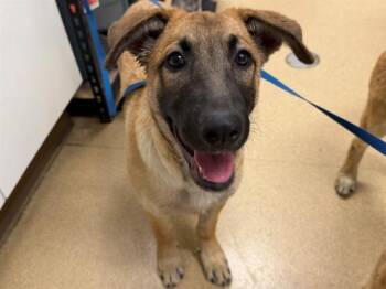 TANSY -  German Shepherd Dog Dog for Adoption in San Clemente, California - TANSY | PetCurious