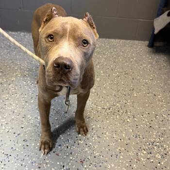 TUSC-Stray-84938 -  Pit Bull Terrier and Mixed Breed Dog for Adoption in Tuscaloosa, Alabama - TUSC-Stray-84938 | PetCurious