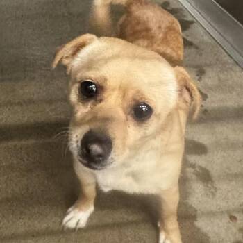 Nugget -  Chihuahua Dog for Adoption in Des Moines, Iowa - Nugget | PetCurious