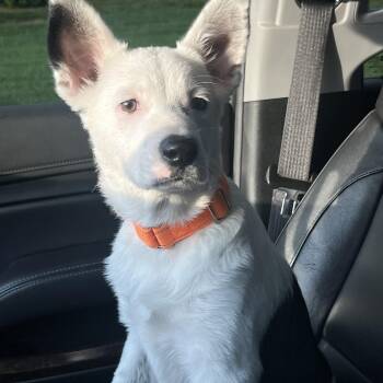 Rescue Australian Shepherd Dogs for Adoption in Baytown, Texas - Dice | PetCurious