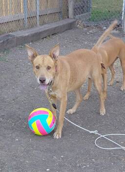 Labrador Retriever Dogs Available for Adoption - Francis  | PetCurious