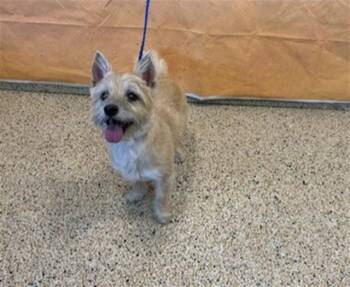 COOKIE -  Cairn Terrier Dog for Adoption in Doral, Florida - COOKIE | PetCurious