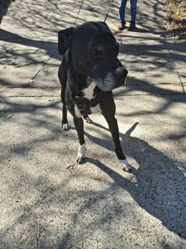 Terrier Dogs Available for Adoption - Beau | PetCurious