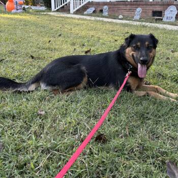 Etta -  Shepherd and Mixed Breed Dog for Adoption in Rock Hill, South Carolina - Etta | PetCurious