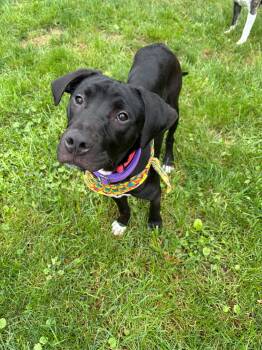 Happy KESO -  Black Labrador Retriever and Mixed Breed Dog for Adoption in Center Square, Pennsylvania - Happy KESO | PetCurious