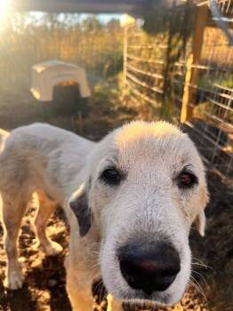 Bo -  Great Pyrenees Dog for Adoption in Thomasville, Alabama - Bo | PetCurious