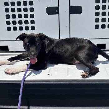 Sherwin -  Mixed Breed Dog for Adoption in Greenville, South Carolina - Sherwin | PetCurious
