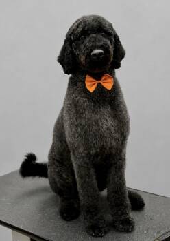 Beauregard -  Standard Poodle and Labradoodle Dog for Adoption in Atlanta, Georgia - Beauregard | PetCurious