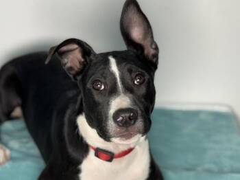 Pit Bull Terrier and Border Collie Dogs Available for Adoption in Portland, Oregon - Tulip | PetCurious