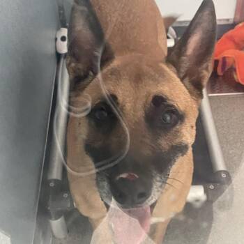 Donald -  German Shepherd Dog and Mixed Breed Dog for Adoption in Matteson, Illinois - Donald | PetCurious