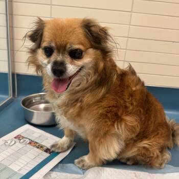 Pekingese Dogs Available for Adoption - Brunello 13927 | PetCurious