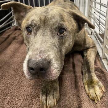 Pit Bull Terrier Dogs Available for Adoption in Abilene, Texas - Bo | PetCurious