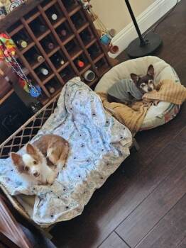 Chihuahua Dogs Available for Adoption in El Cajon, California - Scrappy (Pappy) | PetCurious