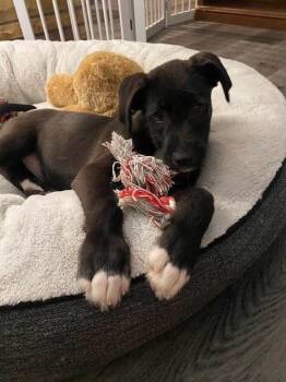 Terrier Dogs Available for Adoption - Sawyer | PetCurious