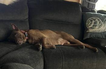 Lupita -  Shepherd Dog Available for Adoption - Lupita | PetCurious