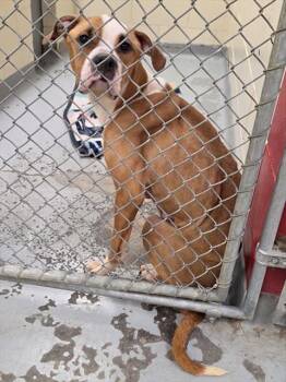 PUMPKIN -  Boxer and Mixed Breed Dog for Adoption in Anchorage, Alaska - PUMPKIN | PetCurious