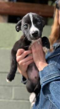 Shepherd and Mixed Breed Dogs Available for Adoption - Niner | PetCurious