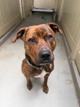 Ikaika -  Mixed Breed Dog for Adoption in Honolulu, Hawaii - Ikaika | PetCurious