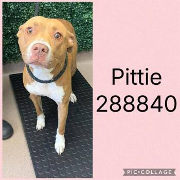 PITTIE -  Mixed Breed Dog for Adoption in Macon, Georgia - PITTIE | PetCurious