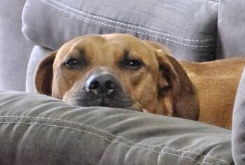 Rescue Catahoula Leopard Dog Dogs for Adoption in Bowmansdale, Pennsylvania - Timber | PetCurious