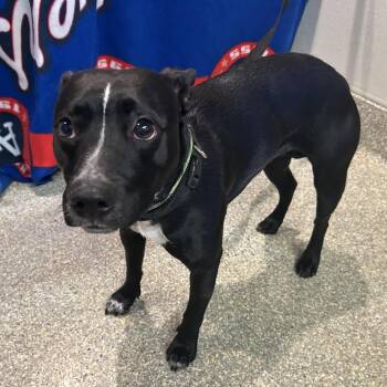 IVHS-Stray-140404 -  Pit Bull Terrier and Cattle Dog Dog for Adoption in San Gabriel, California - IVHS-Stray-140404 | PetCurious