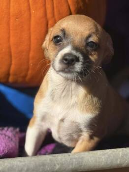 Rescue Terrier Dogs for Adoption in Ashville, Ohio - Lion King Pups - Simba | PetCurious