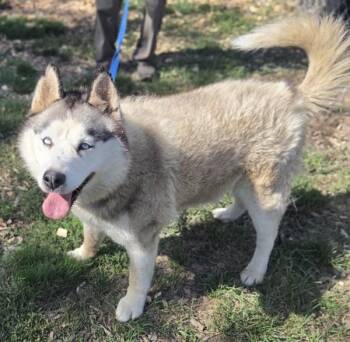 Bethica -  Siberian Husky Dog for Adoption in Salem, Oregon - Bethica | PetCurious
