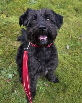 Poodle and Miniature Schnauzer Dogs Available for Adoption - Humphrey | PetCurious