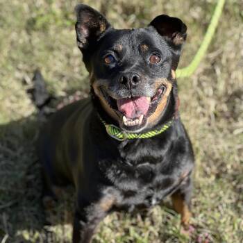Rescue Mixed Breed Dogs for Adoption in Hughesville, Maryland - Mickey | PetCurious