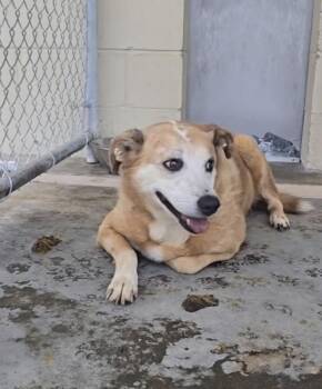 Callie- Sweet Senior needing Hero -  Mixed Breed Dog for Adoption in Conway, South Carolina - Callie- Sweet Senior Needing Hero | PetCurious