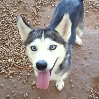 Tikaani 2130 -  Husky Dog for Adoption in Loxahatchee Groves, Florida - Tikaani 2130 | PetCurious