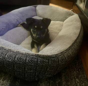 Shepherd Dogs Available for Adoption - Nala | PetCurious