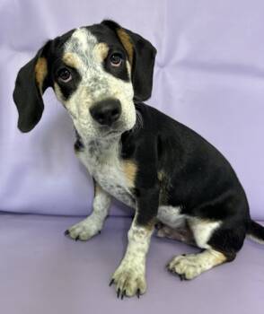 Rescue Beagle and Mixed Breed Dogs for Adoption in Morton Grove, Illinois - Buzz | PetCurious