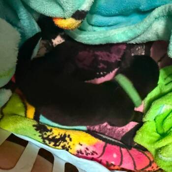 Gemini (Light Green Collar) -  German Shepherd Dog Dog for Adoption in Tulsa, Oklahoma - Gemini (Light Green Collar) | PetCurious
